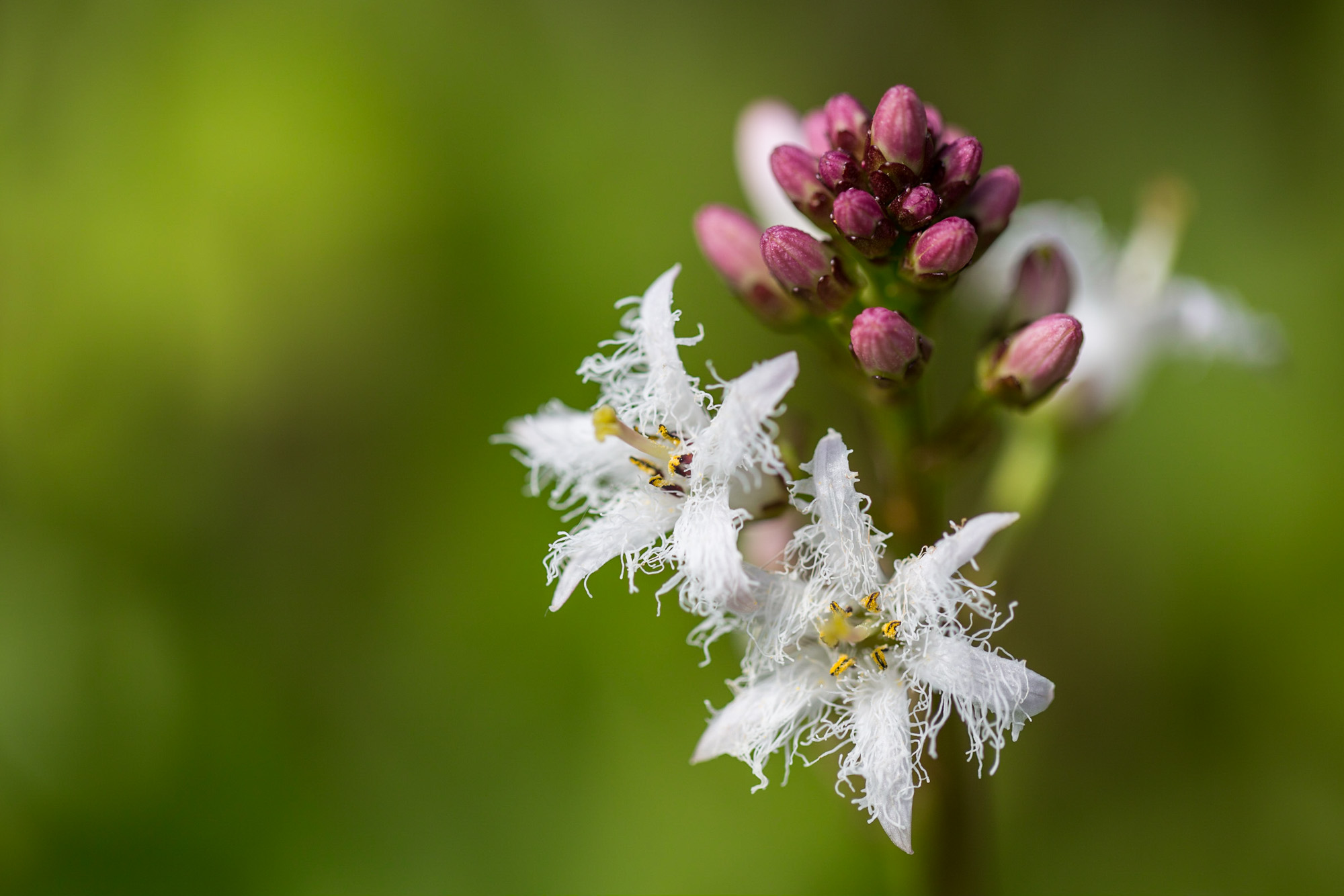 Menyanthes trifoliata